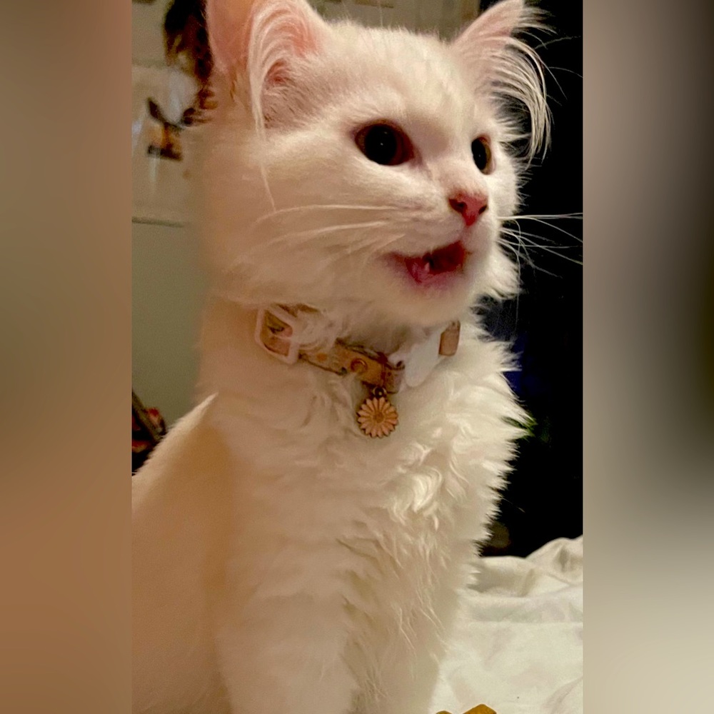 Saying hi to all the cat lovers out there! 🥰🥰 these are my buddies haha